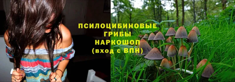 mega ссылка  Жуков  Галлюциногенные грибы MAGIC MUSHROOMS 